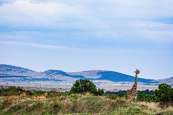 gestion de visado para viaje a sudáfrica