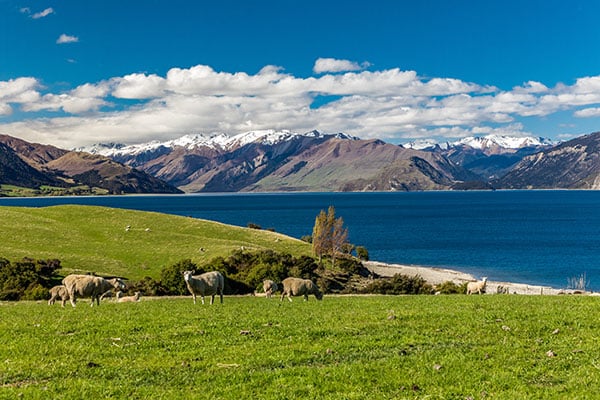 visa para viajar a nueva zelanda